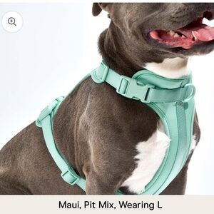 Green Dog Harness for Collars Leashes & Harnesses